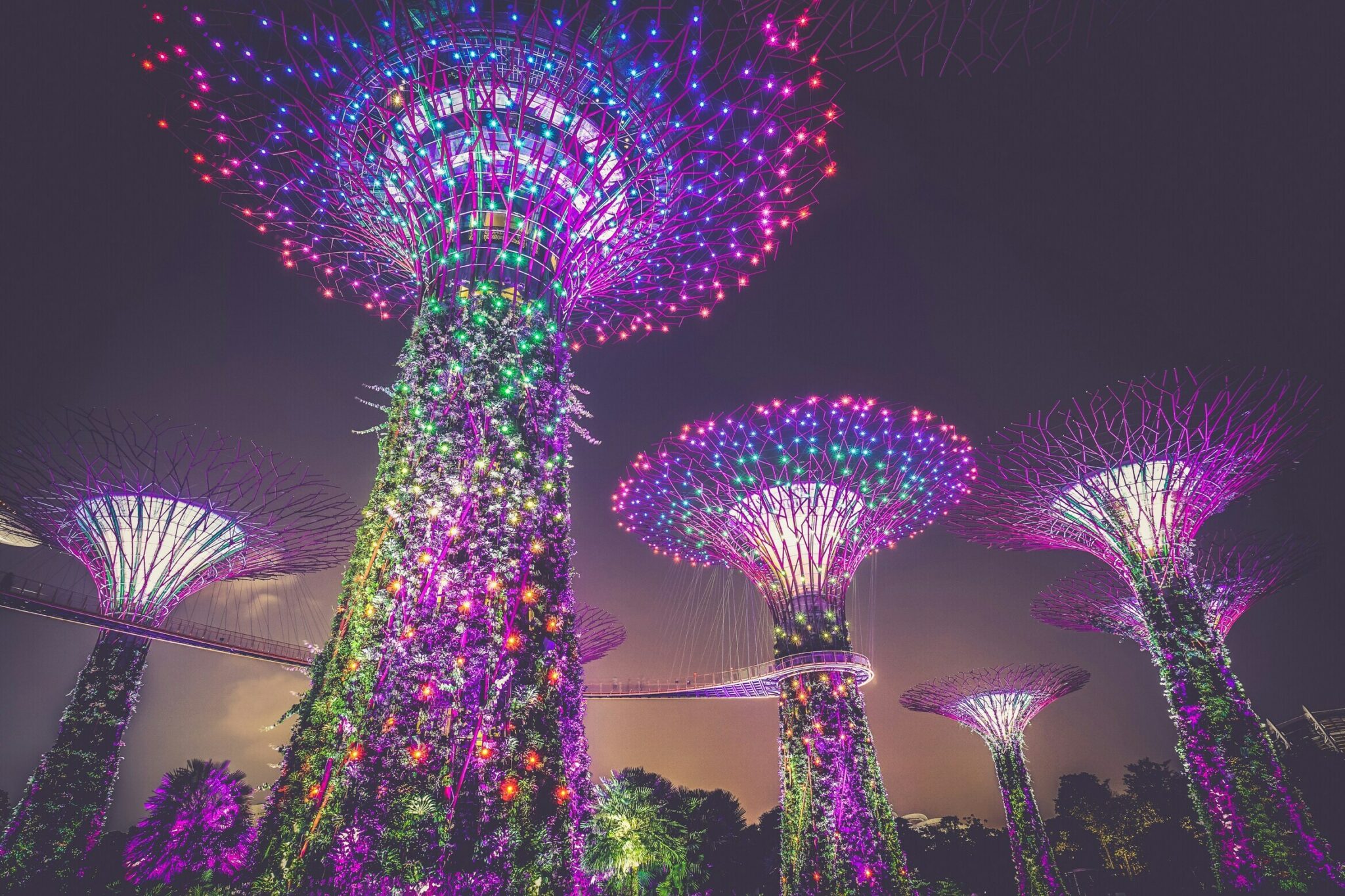 a group of trees with lights